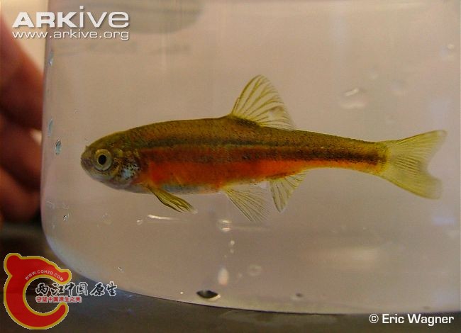 Male-least-chub-in-spawning-colours.jpg