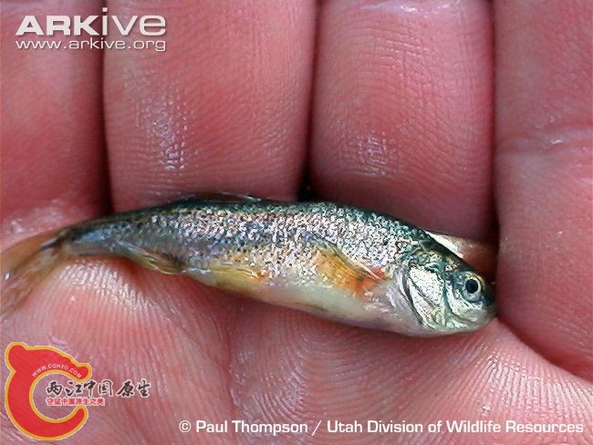 Least-chub-being-held-by-biologist.jpg
