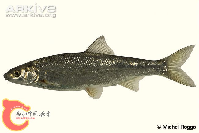 South-west-European-nase-specimen.jpg