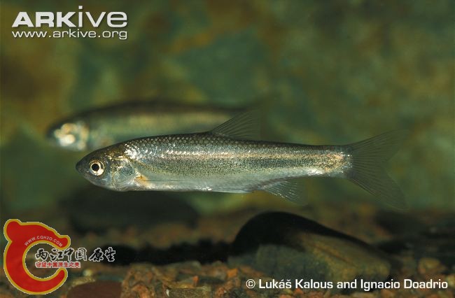 Parachondrostoma-arrigonis.jpg