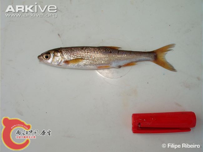 Pseudochondrostoma-willkommii-specimen.jpg