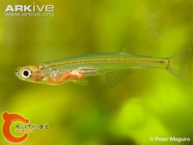 dracula-minnow.jpg