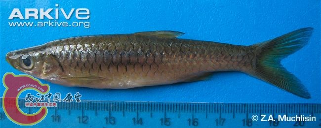 Rasbora-tawarensis-eas.jpg