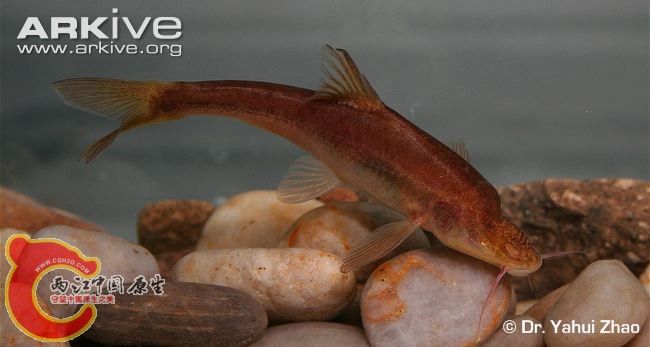 Sinocyclocheilus-anophthalmus-lateral-view.jpg