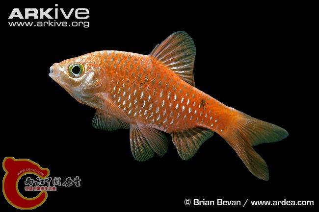 Rosy-barb-side-profile.jpg