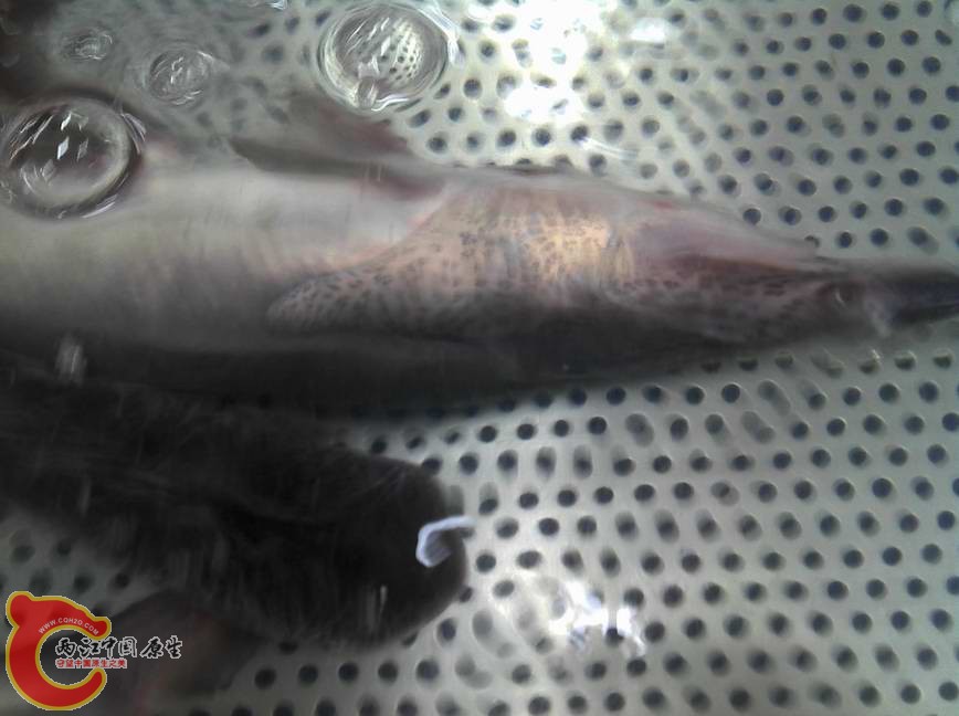 2013-07-06_11-16-20_62.jpg