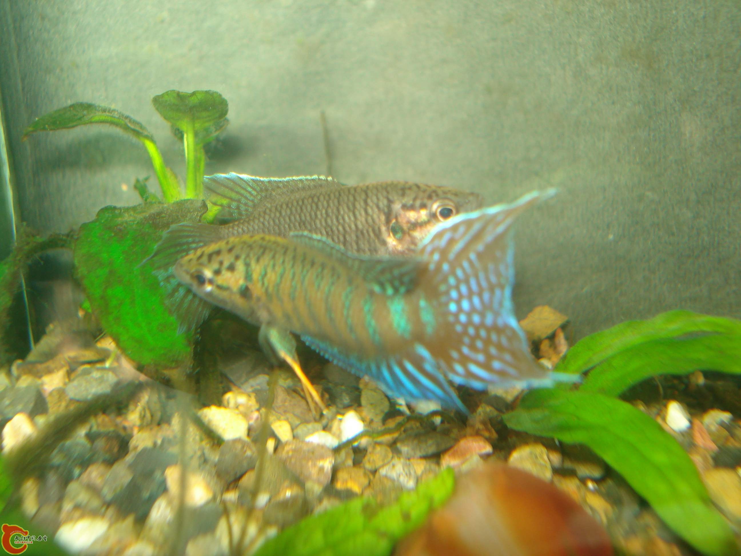 DSC05238.JPG