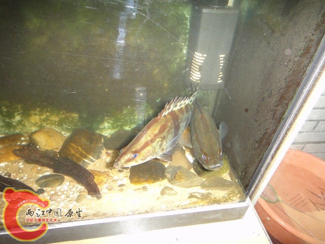 DSC03935.JPG