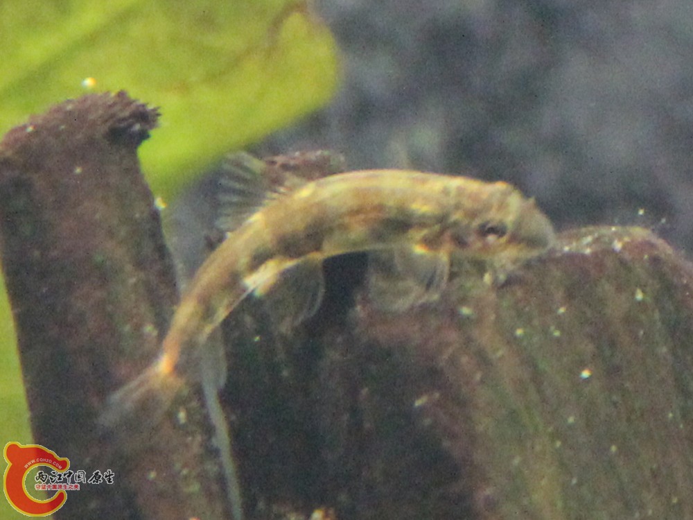 IMG_0087_副本.jpg