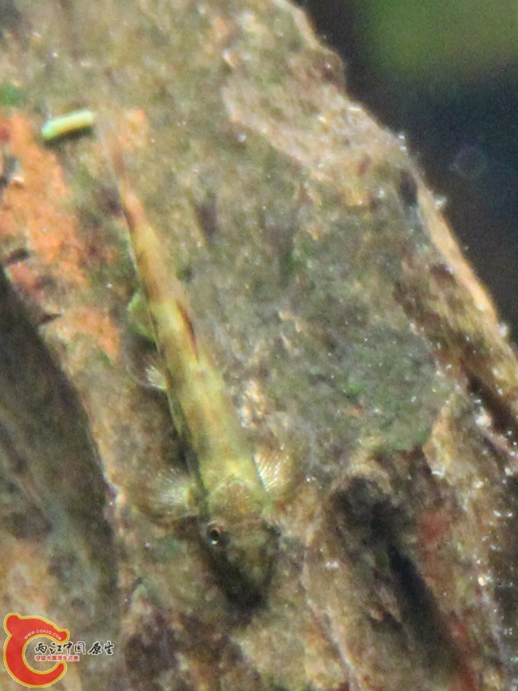 IMG_0083_副本.jpg