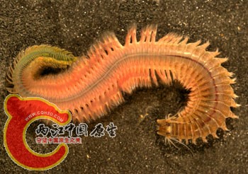 沙蚕