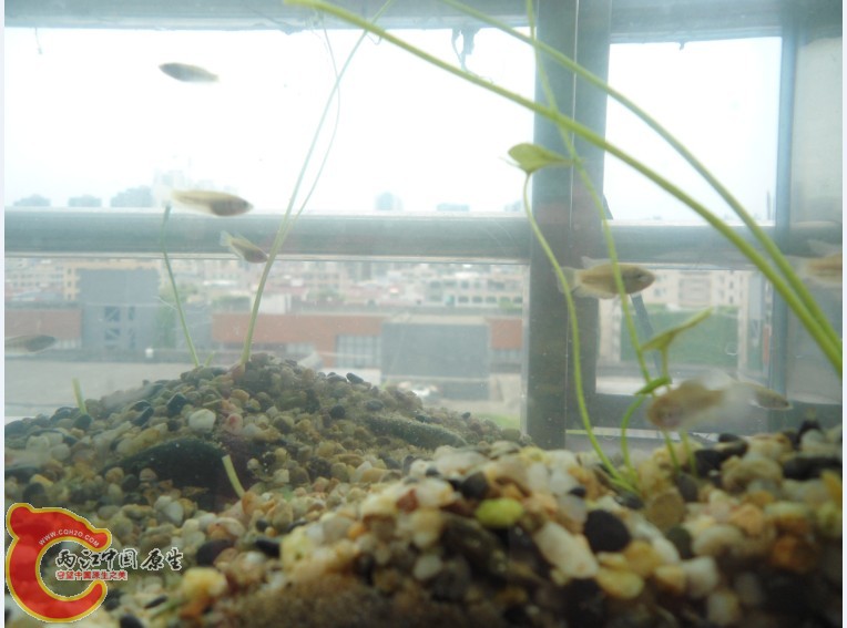 (8LSZOEZ)(DAWU$}F1T)A.jpg (8LSZOEZ)(DAWU$}F1T)A.jpg