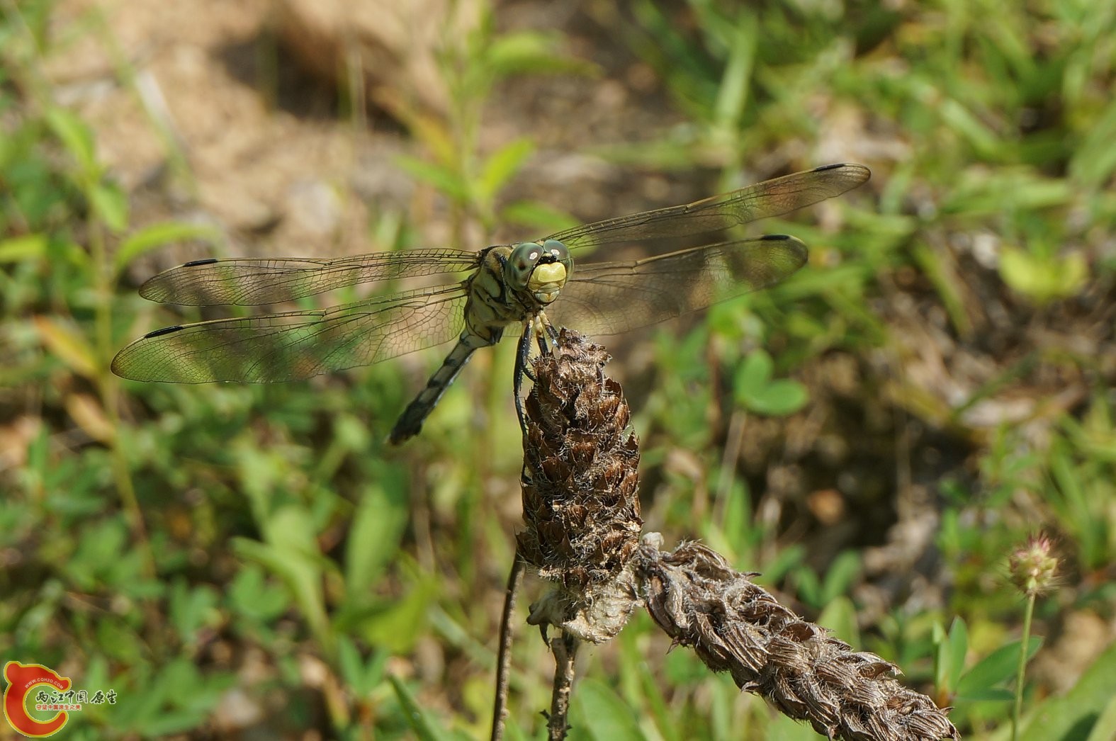 20130728-109.JPG