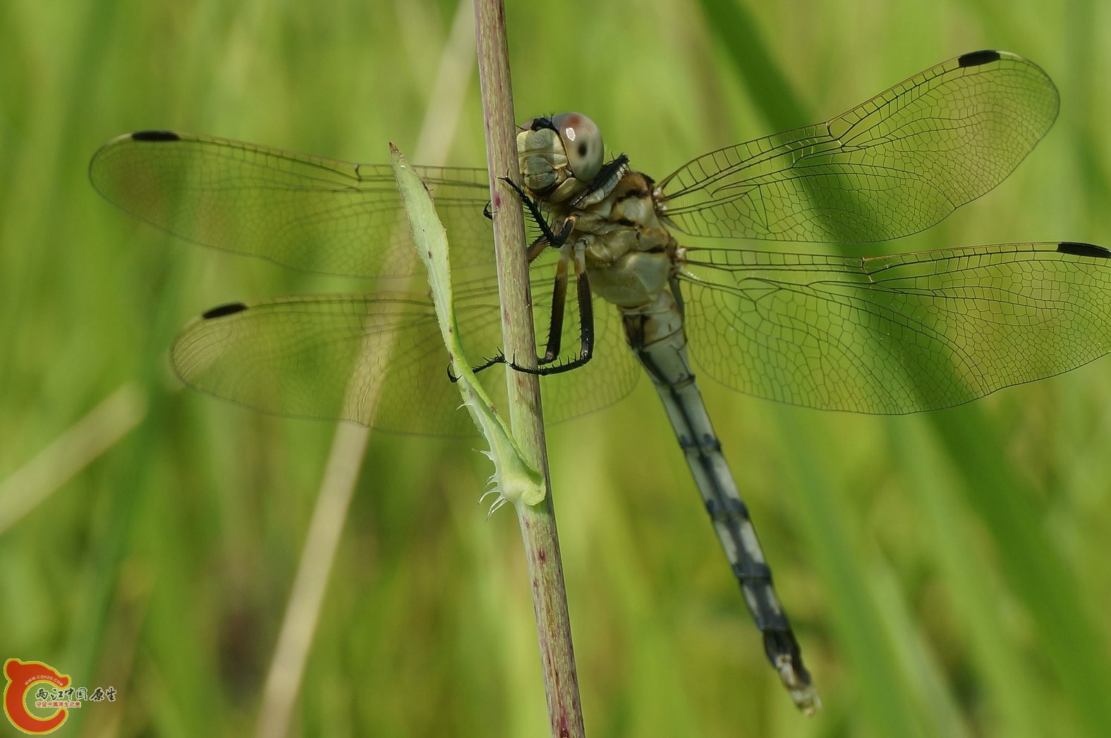 20130728-113.JPG