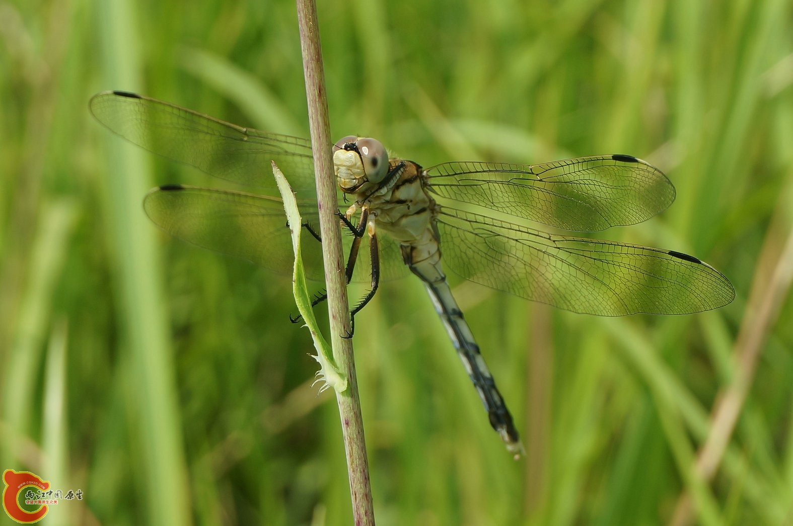 20130728-114.JPG
