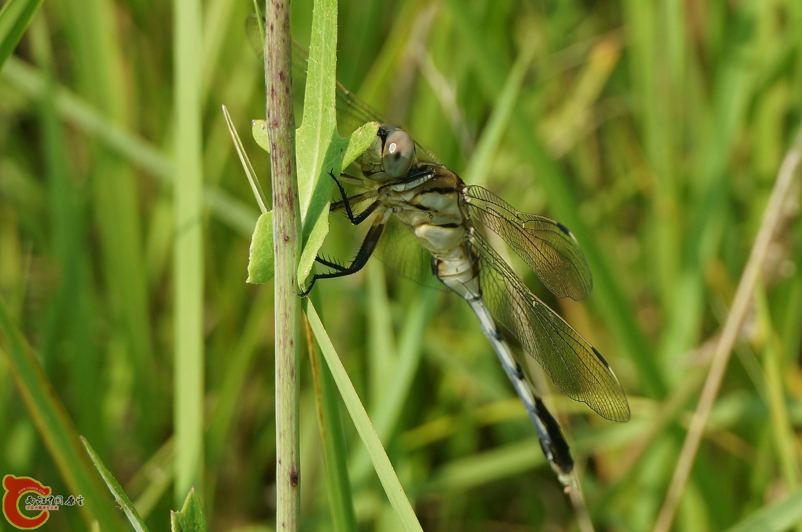 20130728-115.JPG