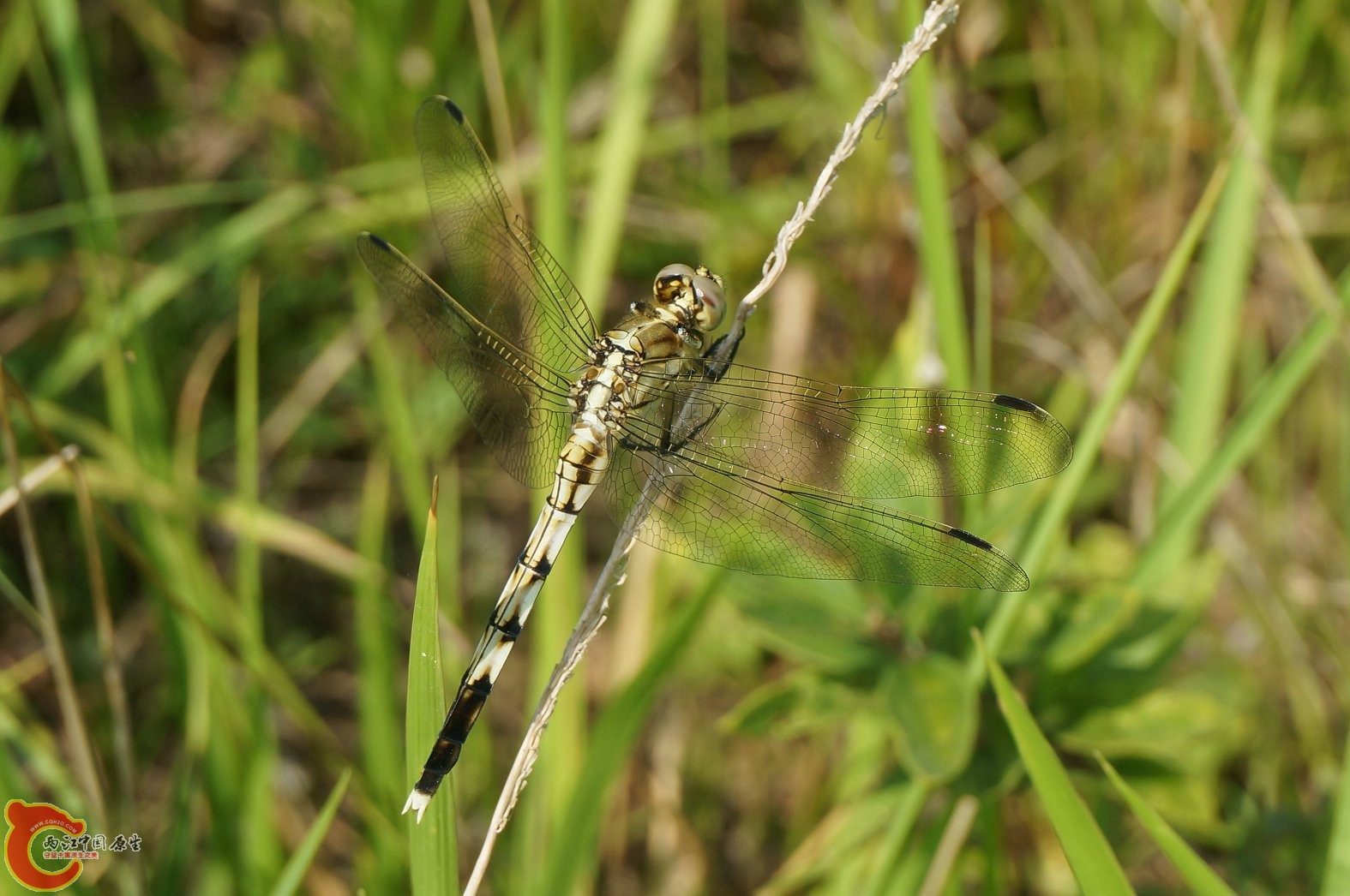 20130728-119.JPG