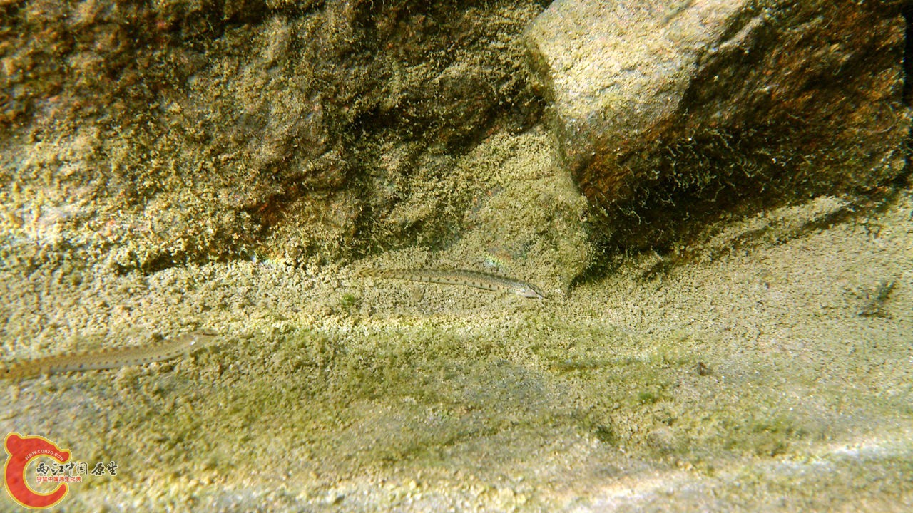 DSC_0556_副本.jpg