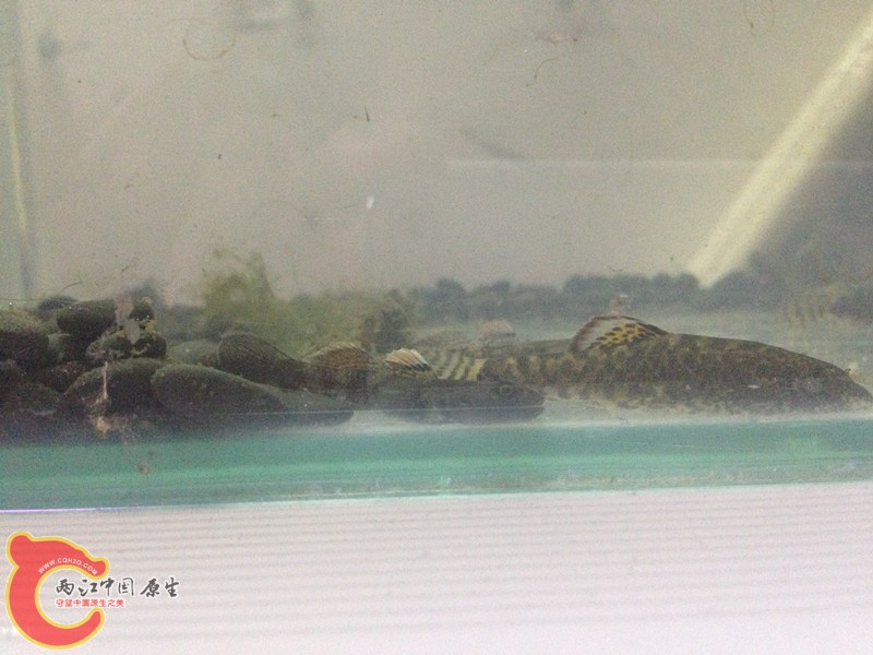 照片 005_副本.jpg