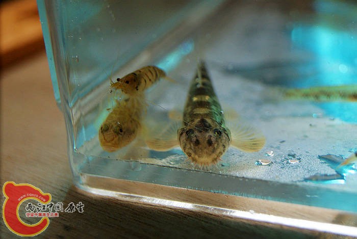 DSC08936.jpg