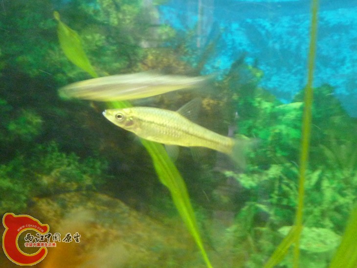 麦穗-1.jpg