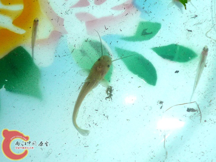 鲶鱼-1.jpg