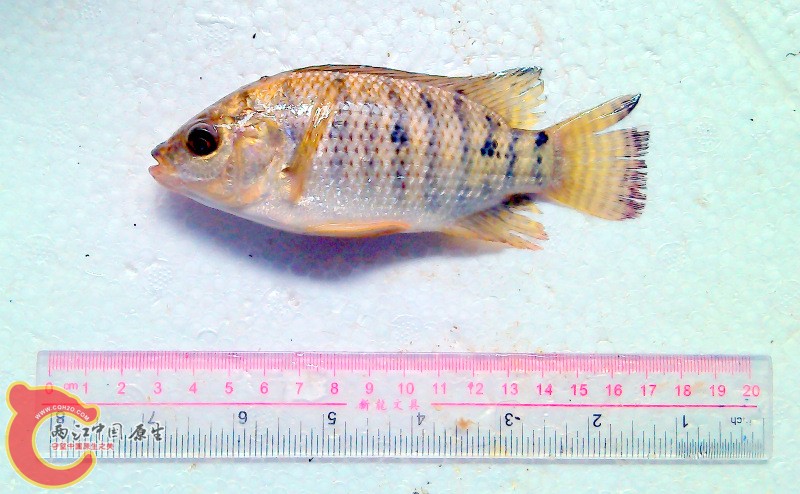 4-1-YP20130805085404348.jpg