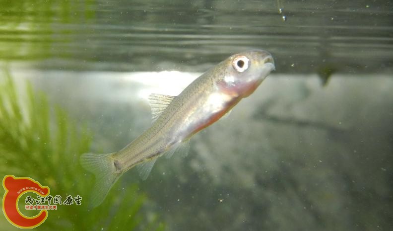 泉水鱼幼鱼