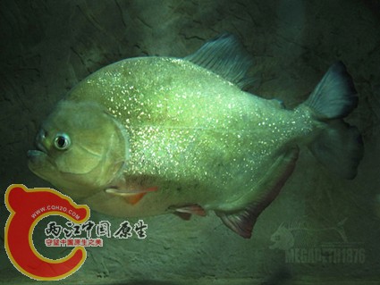 Pygocentrus Cariba_0966[1] 拷贝.jpg