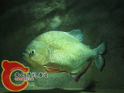 Pygocentrus Cariba_0971[1] 拷贝.jpg