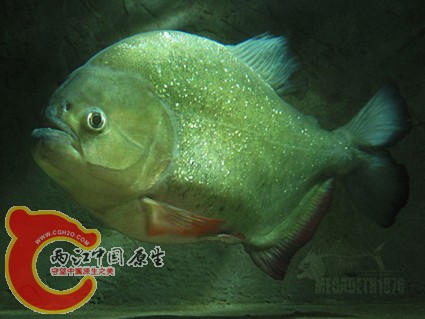 Pygocentrus Cariba_0975[1] 拷贝.jpg