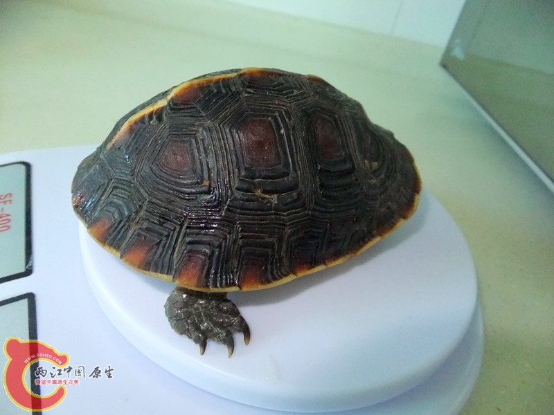 DSCF7198.JPG