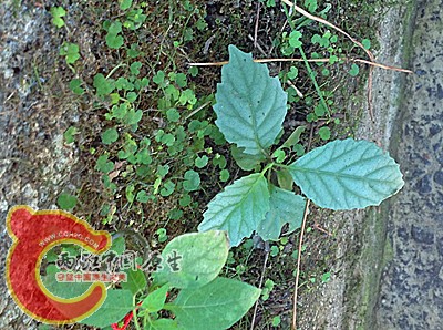 IMG_0670_副本.jpg