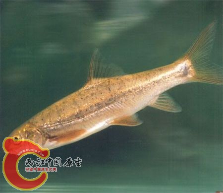 Schizothorax nukiangensis（怒江裂腹鱼）.jpg