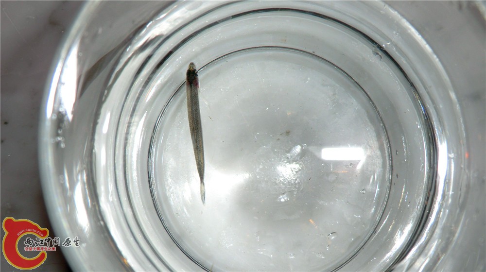 CIMG4963_副本.jpg