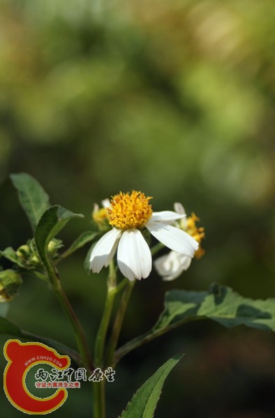 雏菊2.jpg