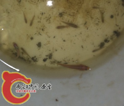 最大那条是什么鱼
