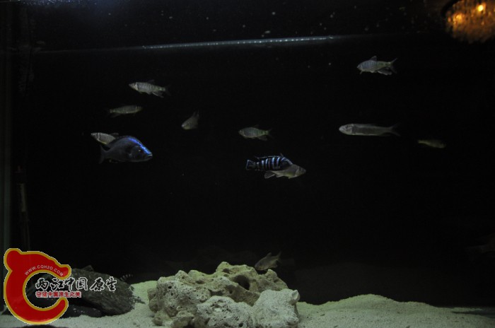 DSC_1363.JPG