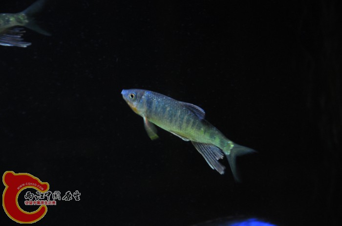 DSC_1378.JPG