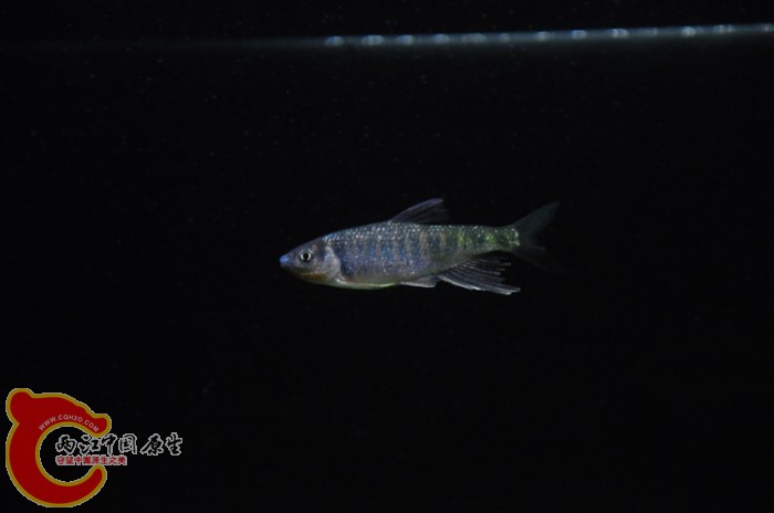 DSC_1453_编辑.jpg