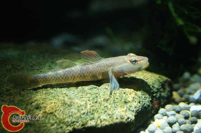 李氏虾虎鱼3.jpg