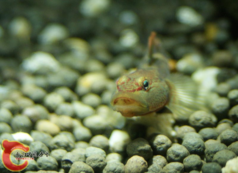 李氏虾虎鱼4.jpg