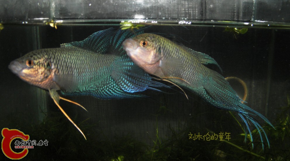 QQ图片20130705150750.jpg