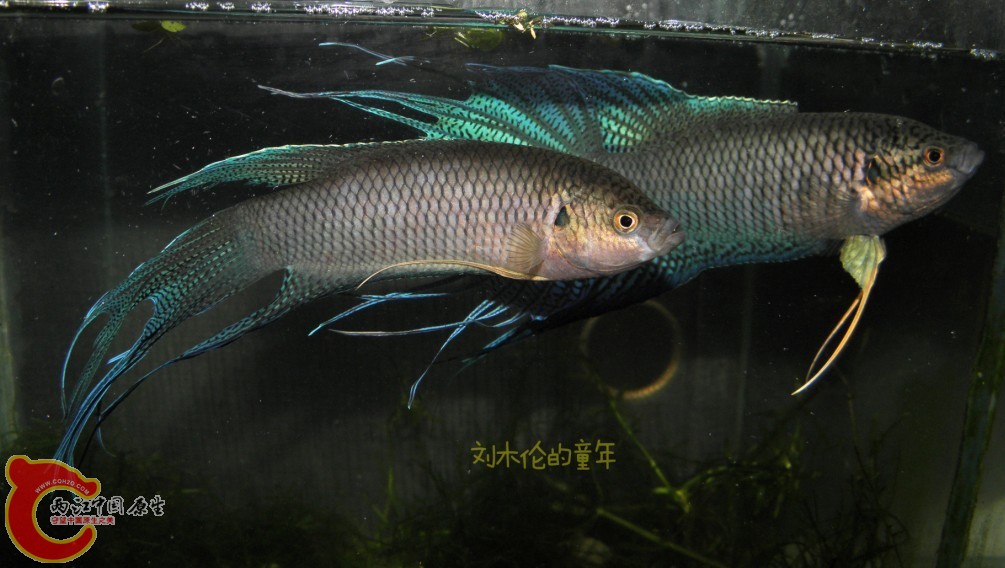 QQ图片20130705150825.jpg