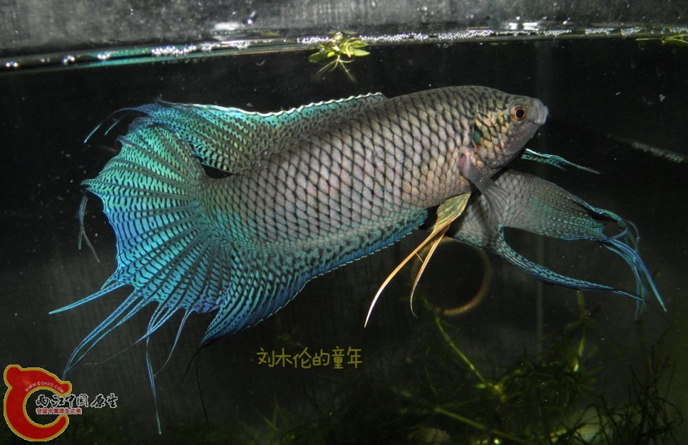 QQ图片20130705150839.jpg