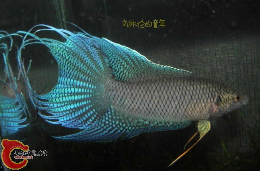 QQ图片20130705150911.jpg