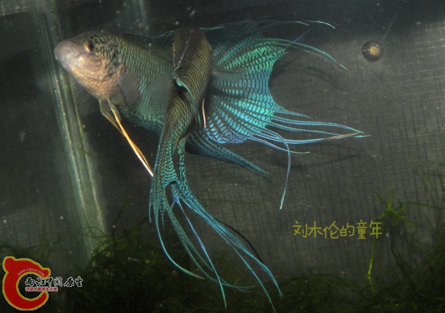 QQ图片20130705150933.jpg