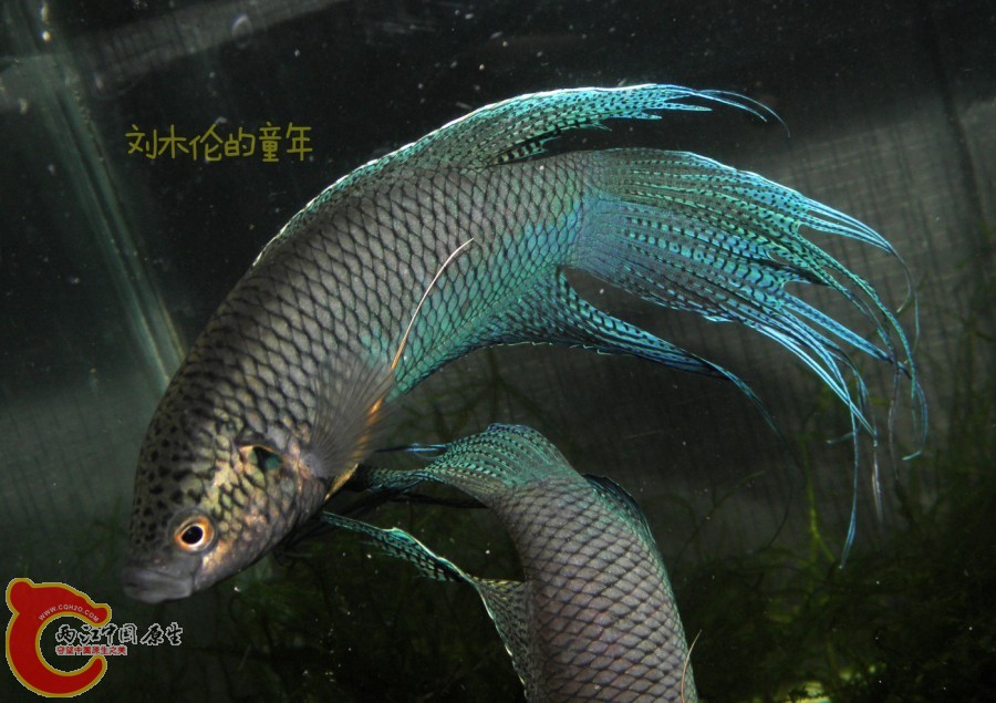QQ图片20130705151044.jpg