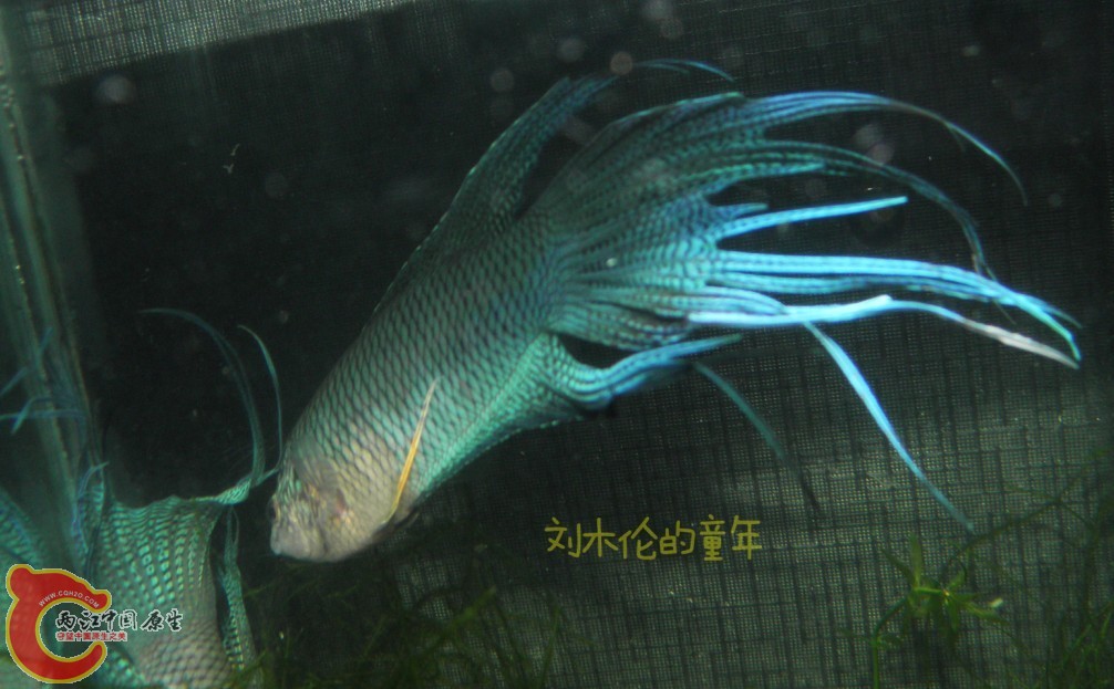 QQ图片20130705151056.jpg