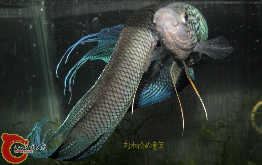 QQ图片20130705151141.jpg